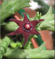 Orbea umbomboensis 6 petales